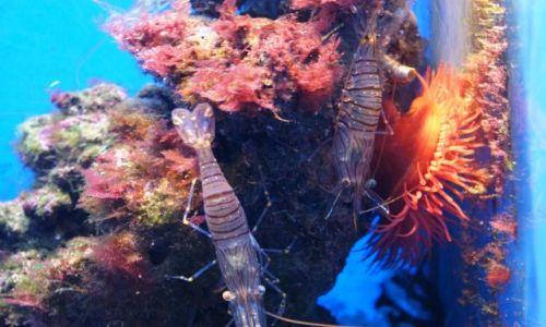 Zdjecie MONAKO / - / Muzeum Oceanografii / Bogactwo oceanu cd.