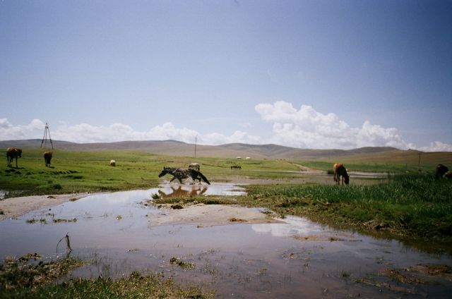 Zdjęcia: Mongolia, Mongolia, Dzikie konie, MONGOLIA Zdjęcia: Mongolia, Mongolia, Dzikie konie, MONGOLIA