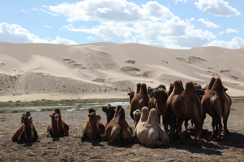 Zdjęcia: Pustynia Gobi, Dalanzagdag, Garbata gromadka, MONGOLIA Zdjęcia: Pustynia Gobi, Dalanzagdag, Garbata gromadka, MONGOLIA
