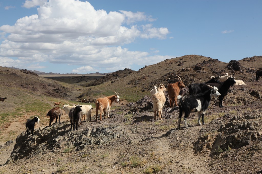 Zdjęcia: Tawtaj Morił, Dalanzadgad, Stadko, MONGOLIA Zdjęcia: Tawtaj Morił, Dalanzadgad, Stadko, MONGOLIA