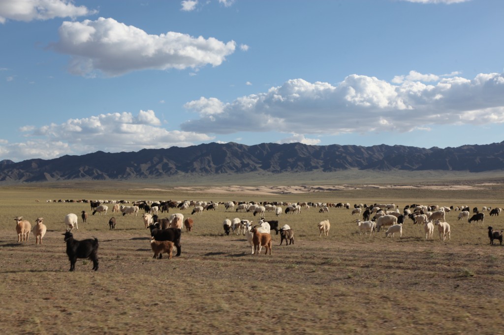 Zdjęcia: Gobi, Dalanzadgad, Stadko, MONGOLIA Zdjęcia: Gobi, Dalanzadgad, Stadko, MONGOLIA