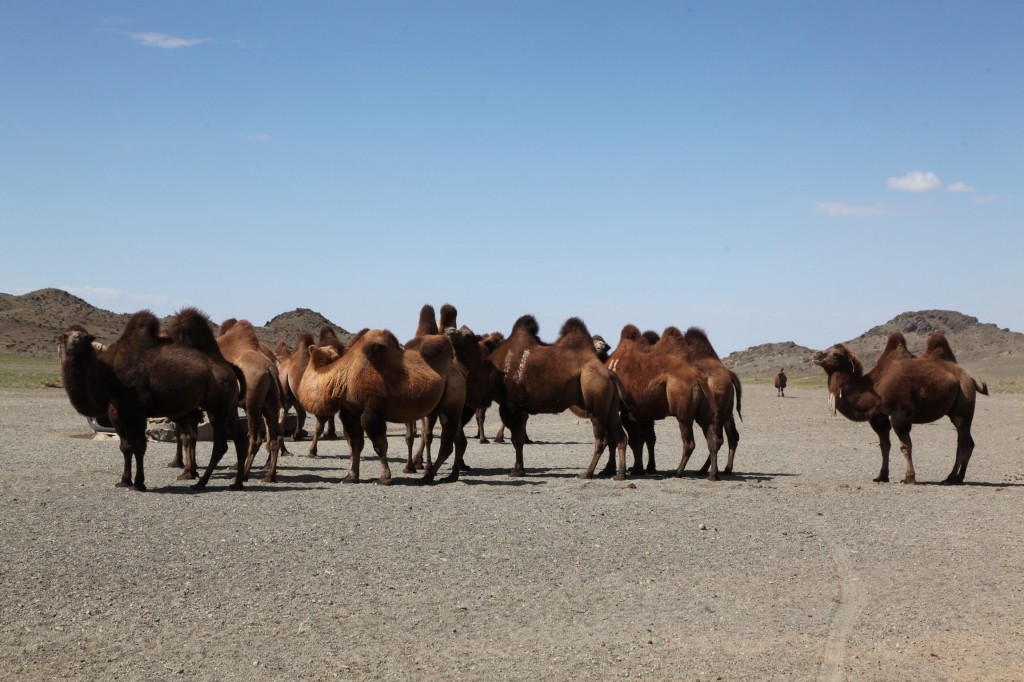 Zdjęcia: Gobi, Dalanzadgad, Przy wodopoju, MONGOLIA Zdjęcia: Gobi, Dalanzadgad, Przy wodopoju, MONGOLIA