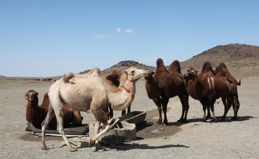 Zdjęcia: Gurvan Saikhan, w stepie, Dalanzadgad, Przy wodopoju, MONGOLIA Zdjęcia: Gurvan Saikhan, w stepie, Dalanzadgad, Przy wodopoju, MONGOLIA