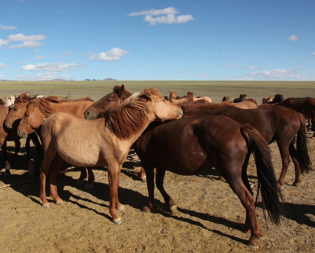 Zdjęcia: Gurvan Saikhan, w stepie, Dalanzadgad, Koniki, MONGOLIA Zdjęcia: Gurvan Saikhan, w stepie, Dalanzadgad, Koniki, MONGOLIA