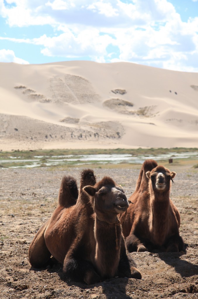 Zdjęcia: Gurvan Saikhan, Dalanzadgad, Garbusy, MONGOLIA Zdjęcia: Gurvan Saikhan, Dalanzadgad, Garbusy, MONGOLIA