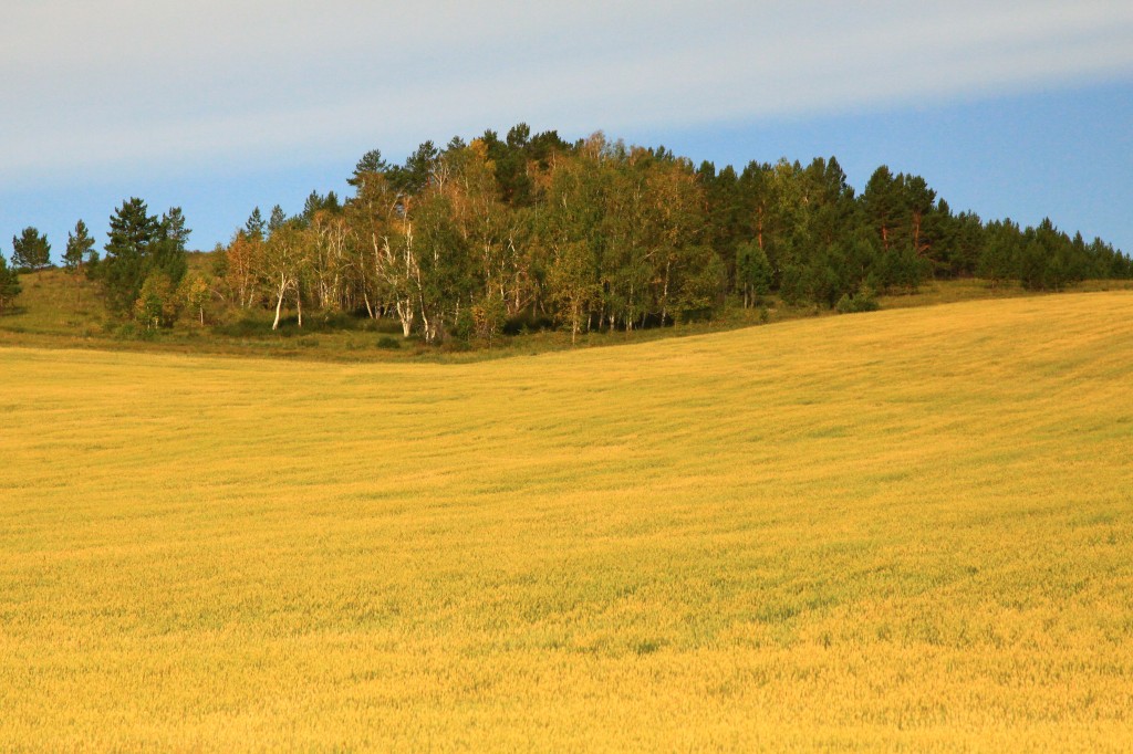 Zdjęcia: płn.Mongolia, płn. Mongolia, Tu też są uprawy...., MONGOLIA Zdjęcia: płn.Mongolia, płn. Mongolia, Tu też są uprawy...., MONGOLIA