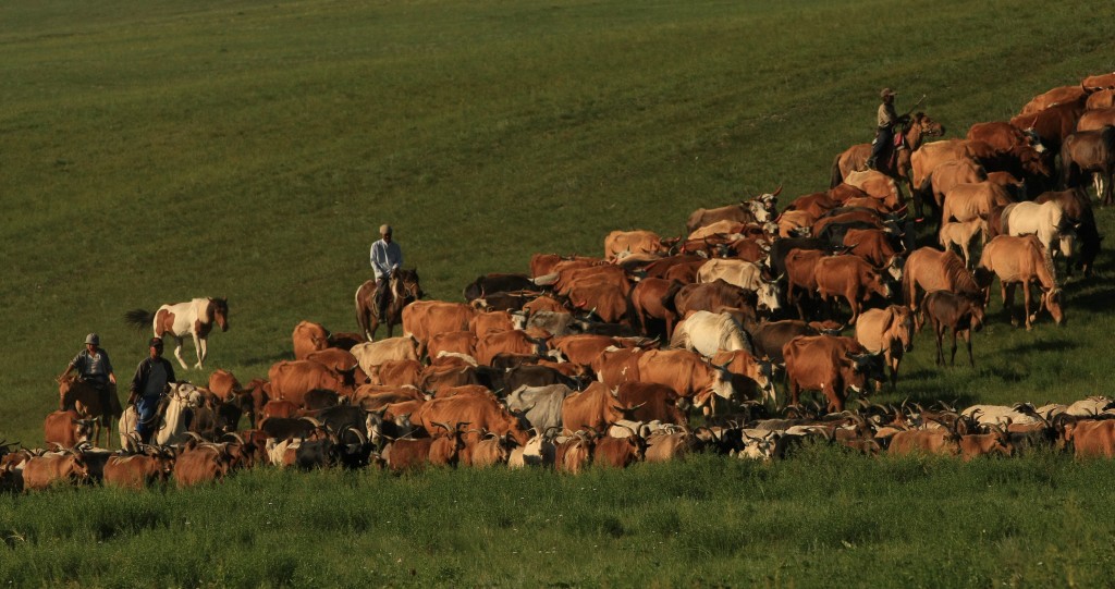Zdjęcia: płn.Mongolia, płn. Mongolia, Majątek ruchomy...., MONGOLIA Zdjęcia: płn.Mongolia, płn. Mongolia, Majątek ruchomy...., MONGOLIA