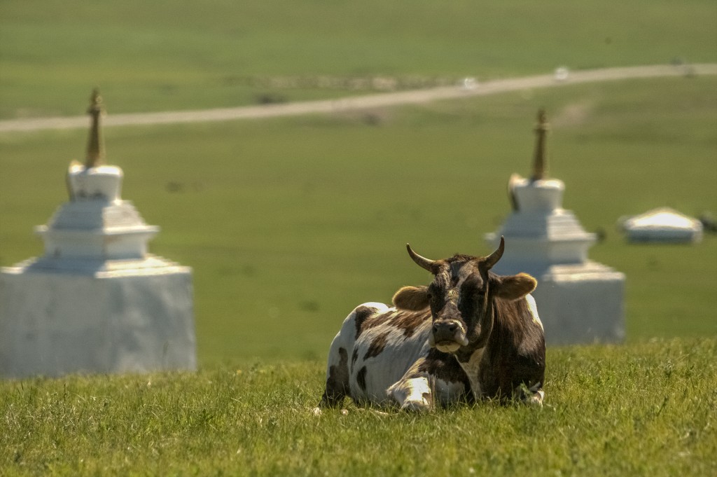 Zdjęcia: płn.Mongolia, płn. Mongolia, Kontemplacja, MONGOLIA Zdjęcia: płn.Mongolia, płn. Mongolia, Kontemplacja, MONGOLIA