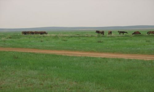 Zdjcie MONGOLIA / - / Okolice Karakorum / W stepie szerokim...