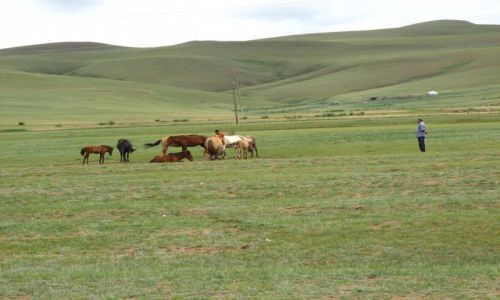 Zdjcie MONGOLIA / - / Okolice Karakorum / W stepie mongolskim