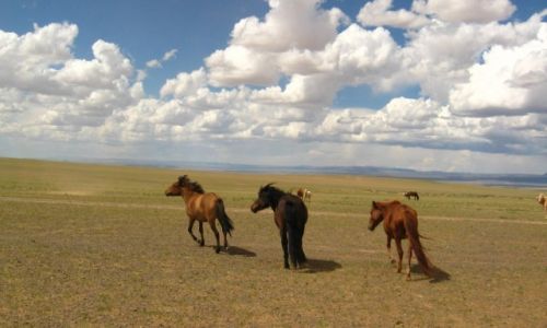 Zdjęcie MONGOLIA / - / Na stepie:)  / Marzenia się spełniają