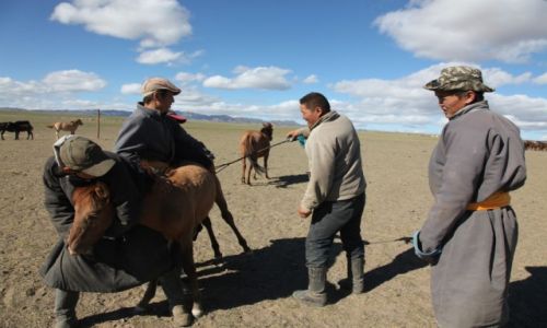 Zdjcie MONGOLIA / Omnogov / Gobi / Znakowanie  rebit