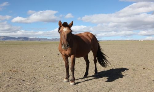 Zdjecie MONGOLIA / Dalanzadgad /  Gurvan Saikhan / Model stepowy