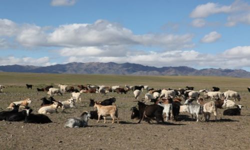 Zdjcie MONGOLIA / Dalanzadgad / Gurvan Saikhan / Rogate stadko