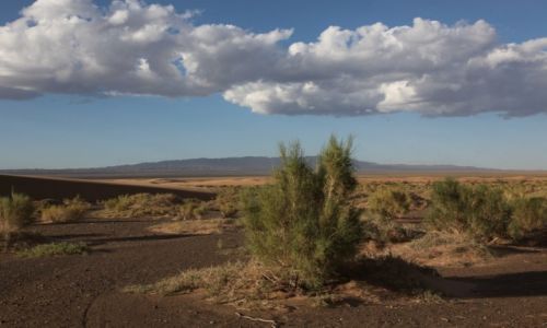 Zdjecie MONGOLIA / Omnogov / Gobi / Saksau