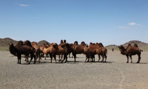 Zdjcie MONGOLIA / Dalanzadgad / Gobi / Przy wodopoju