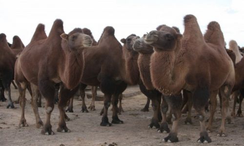 Zdjęcie MONGOLIA / Ułan Bator / Teatr / Stadko