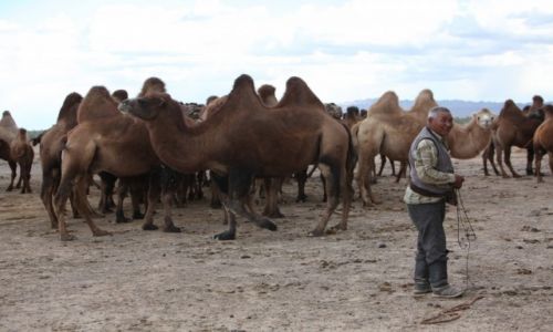Zdjcie MONGOLIA / Dalanzadgad / Gurvan Saikhan, w stepie / ycie codzienne nomadw
