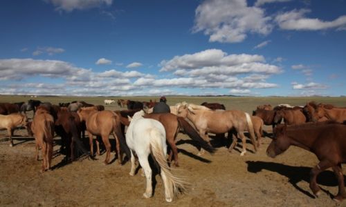 Zdjcie MONGOLIA / Dalanzadgad / Gurvan Saikhan, w stepie / Stado