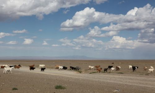 Zdjcie MONGOLIA / Dalanzadgad / Gurwan Saichan / Poszy kozy w poprzek drogi
