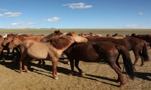 Zdjcie MONGOLIA / Dalanzadgad / Gurvan Saikhan, w stepie / Koniki