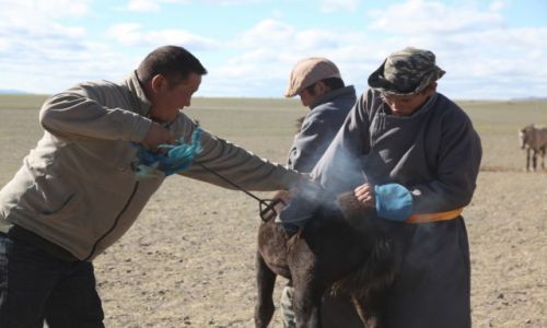 Zdjcie MONGOLIA / Dalanzadgad / Gurvan Saikhan, w stepie / Znakowanie rebit