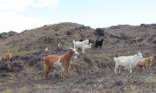 Zdjecie MONGOLIA / Dalanzadgad / Gurvan Saikhan / Rok Kozy