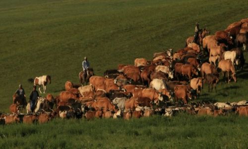 Zdjecie MONGOLIA / pn. Mongolia / pn.Mongolia / Majtek ruchomy....