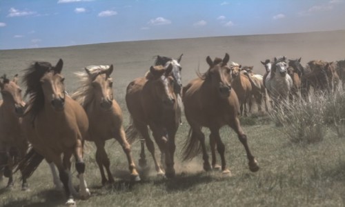 Zdjecie MONGOLIA / pn. Mongolia / pn.Mongolia / Swa-wolne....