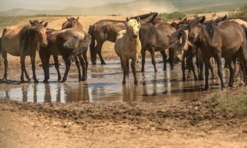 Zdjęcie MONGOLIA / płn. Mongolia / płn.Mongolia / Zapora na drodze...