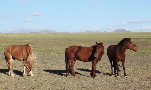 Zdjcie MONGOLIA / Dalanzadgad / Gurvan Saikhan / Hej ty, co tam skubiesz?