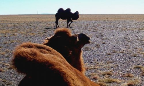MONGOLIA / brak / Pustynia Gobi / Modelki pustynne