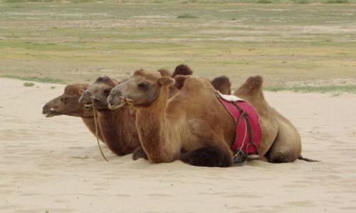 Zdjecie MONGOLIA / Gobi / Chongoryn Els / Wielbłądy