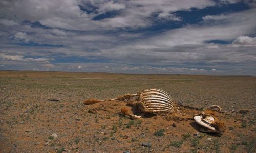 Zdjecie MONGOLIA / brak / Gobi / Pustynia Gobi