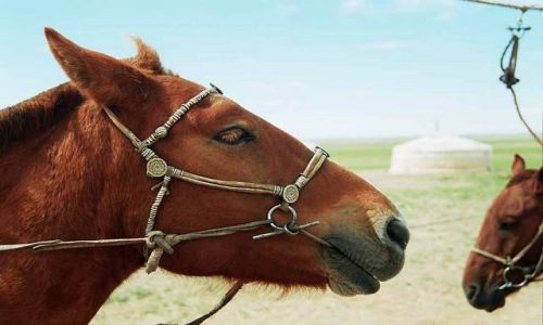 MONGOLIA / brak / Okoo 20 godzin drogi od Uan Bator / Gwny rodek transportu...