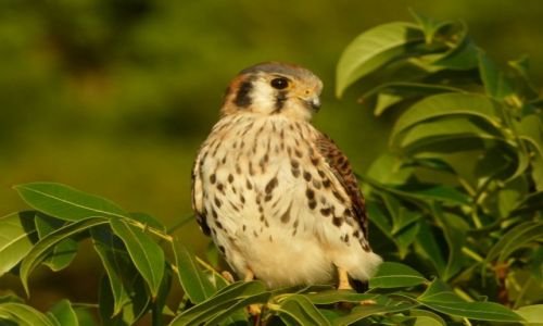 Zdjecie MONTSERRAT (Wielka Brytania) / Belham / Dungla / Sok antylski
