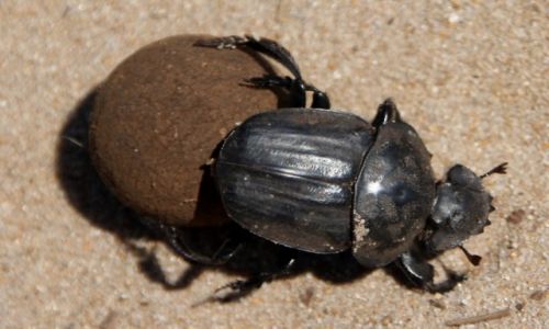 Zdjecie MOZAMBIK / Maputo / Maracuena / Idealna kula z ...