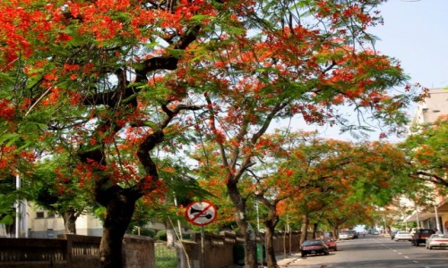 Zdjecie MOZAMBIK / Maputo / Stolica Mozambiku  / WIOSNA w Maputo