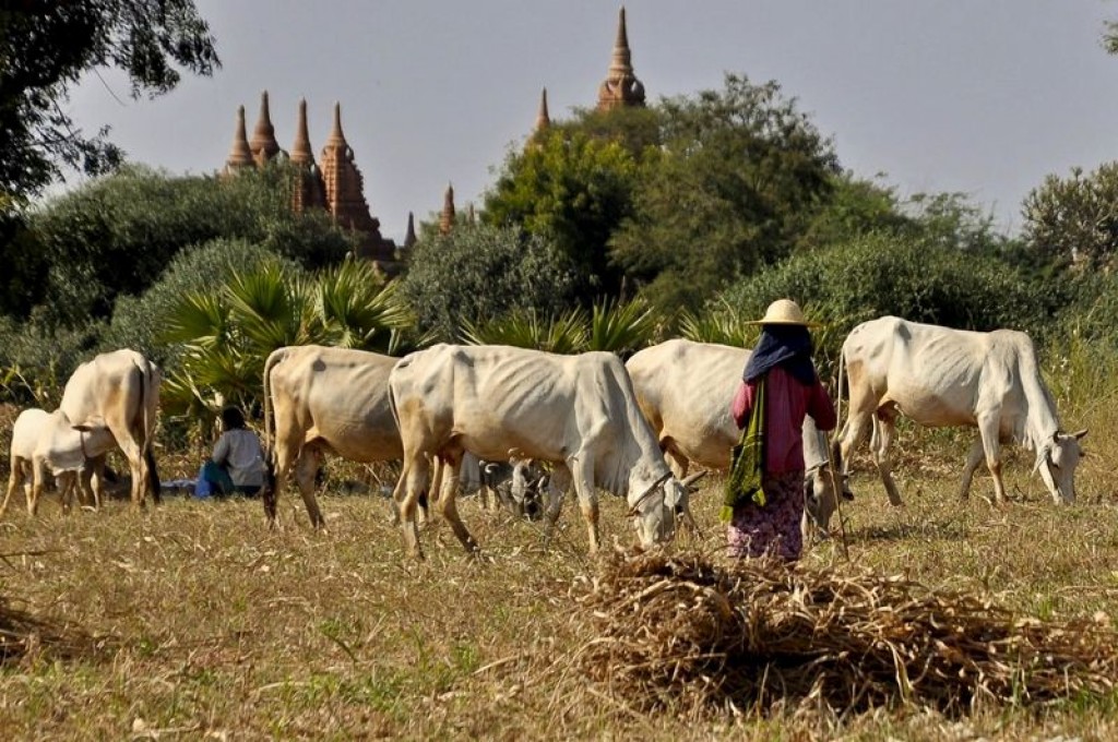 Zdjęcia: Bagan, Bagan, MYANMAR Zdjęcia: Bagan, Bagan, MYANMAR