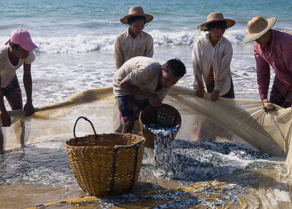 Zdjęcia: Ngwe Saung Beach, Ngwe Saung Beach, Wyjmowanie z sieci, MYANMAR Zdjęcia: Ngwe Saung Beach, Ngwe Saung Beach, Wyjmowanie z sieci, MYANMAR