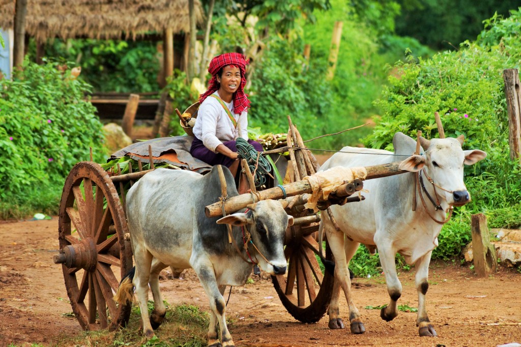 Zdjęcia: Kalaw, Kalaw, droga do pracy, MYANMAR Zdjęcia: Kalaw, Kalaw, droga do pracy, MYANMAR