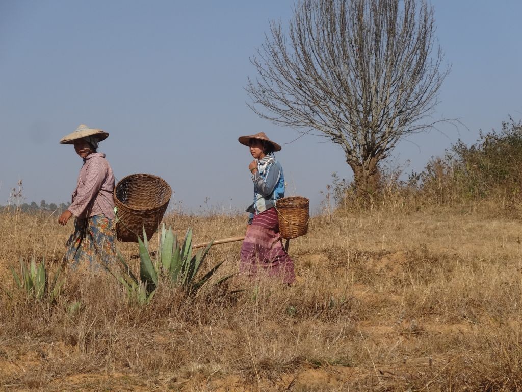 Zdjęcia: treking z Kalaw nad Inle, Shan, w drodze do pracy, MYANMAR Zdjęcia: treking z Kalaw nad Inle, Shan, w drodze do pracy, MYANMAR