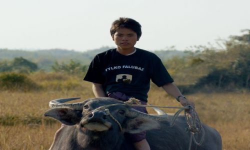 Zdjecie MYANMAR / Mandalay / ryżowisko / Ujeżdżanie  byka
