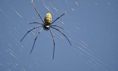 Zdjęcie MYANMAR / Inle Lake / okolice Inle Lake / Pająk