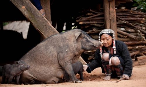 Zdjecie MYANMAR / SHAN EAST  / Okolice Kengtung  / W wiosce Akha