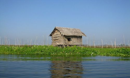 Zdjecie MYANMAR / stan Shan / jezioro Inle / pola uprawne na Inle