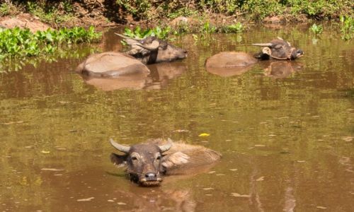 Zdj�cie MYANMAR / Okolice jeziora Inle  / w drodze do Pindaya / K�piel w byle czym