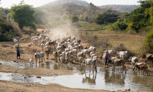 Zdjecie MYANMAR / Okolica Bago / j.w. / Pdzenie byda