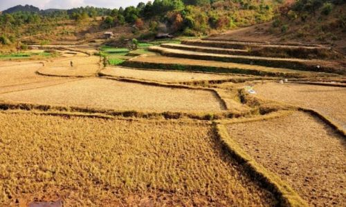 Zdjecie MYANMAR / - / Kalaw / Trekking w okolicach Kalaw