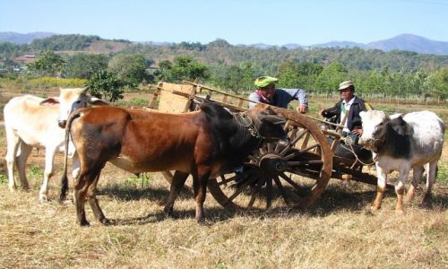 Zdjcie MYANMAR / stan Shan / trasa Taunggyi - Kakku / targ byda